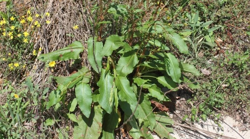 Rumex patientia