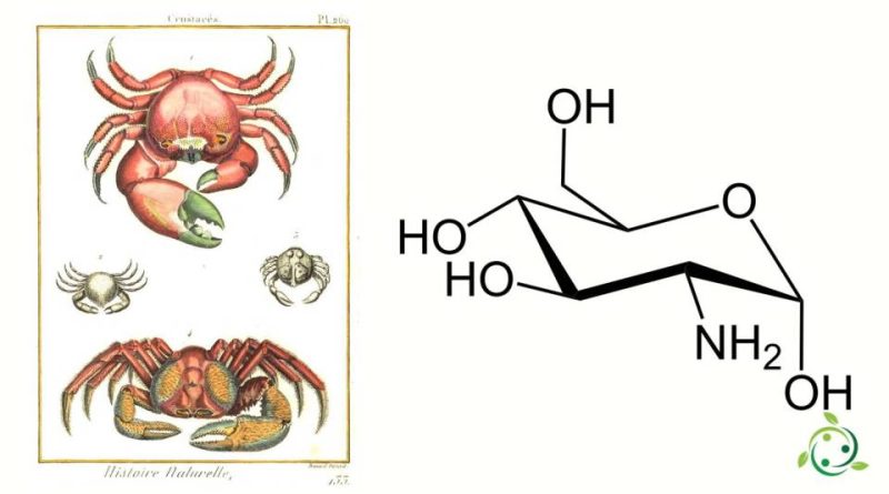 Glucosammina