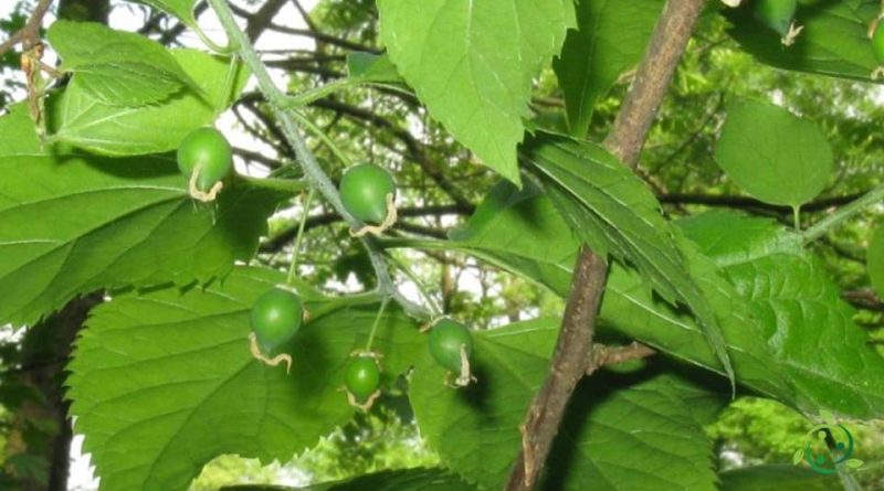 Riproduzione del Bagolaro