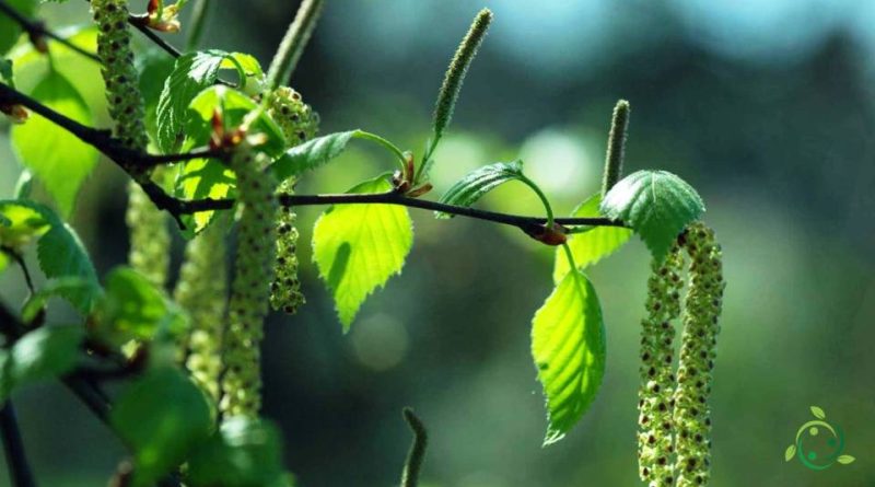 Riproduzione della Betulla bianca