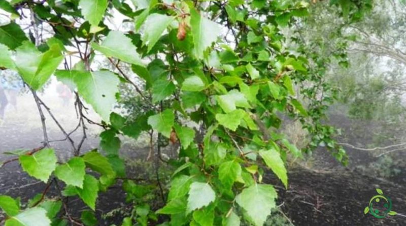 Riproduzione della Betulla dell'Etna