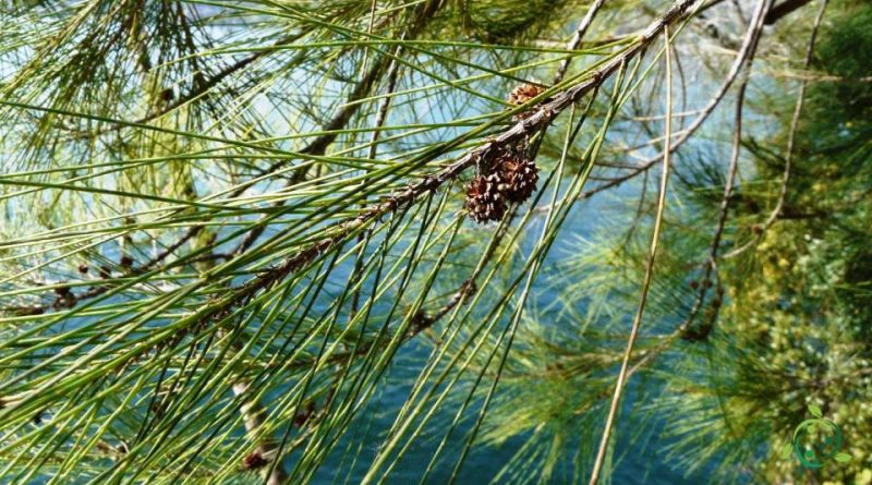 Riproduzione della Casuarina comune