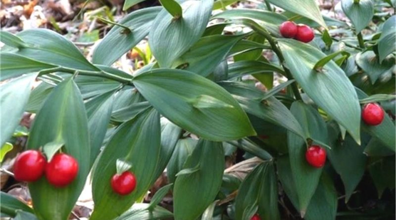 Ruscus hypoglossum