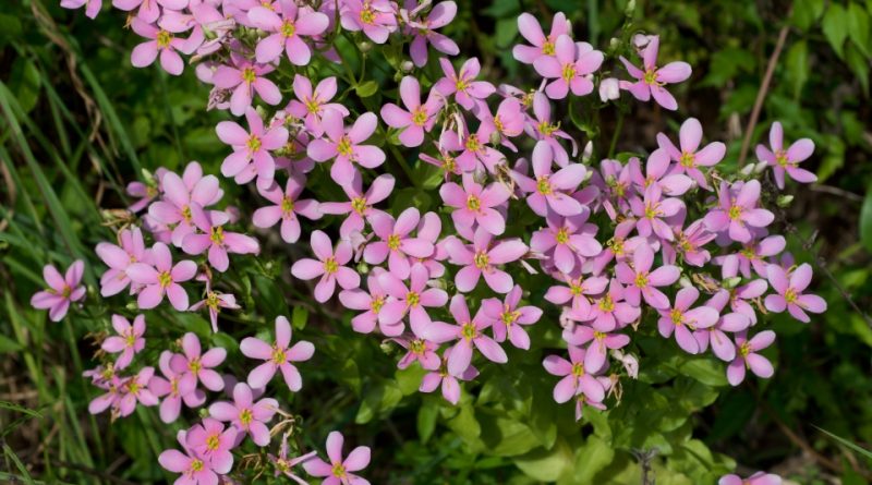 Sabatia angularis