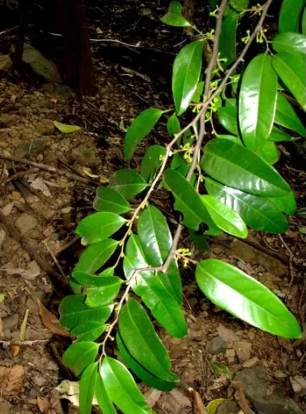 Sageraea laurina Systematics, Etymology, Habitat, Cultivation