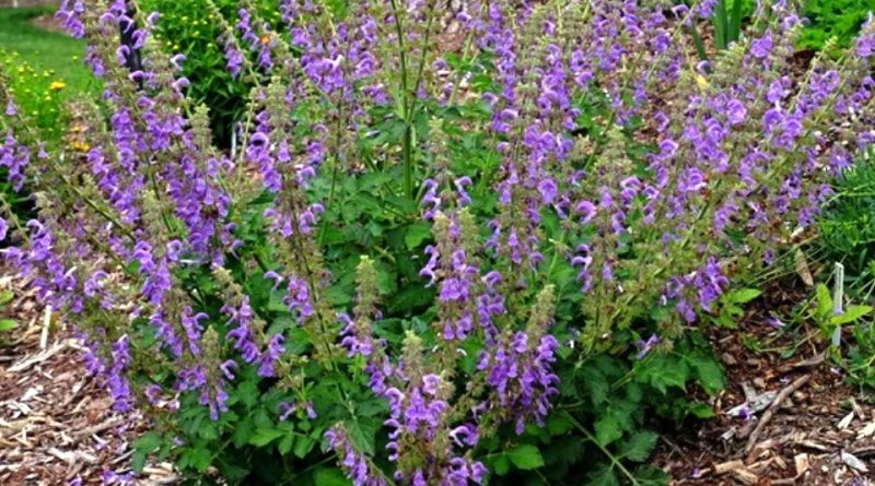 Salvia miltiorrhiza