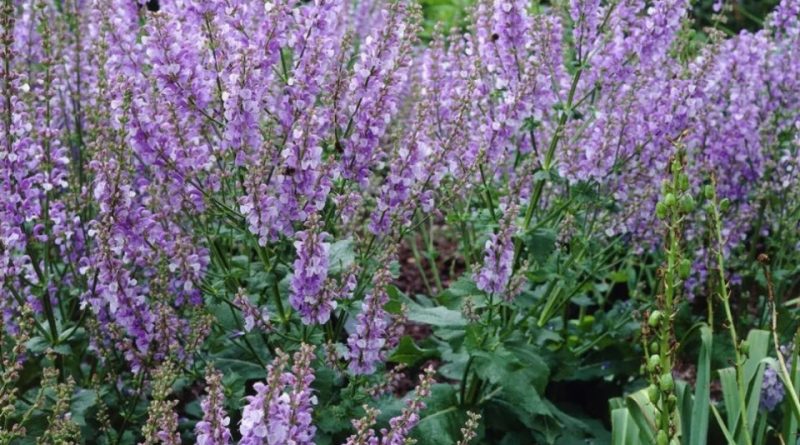 Salvia officinalis subsp. lavandulifolia