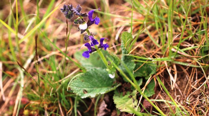 Salvia pratensis