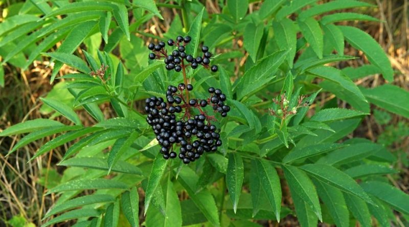 Sambucus ebulus