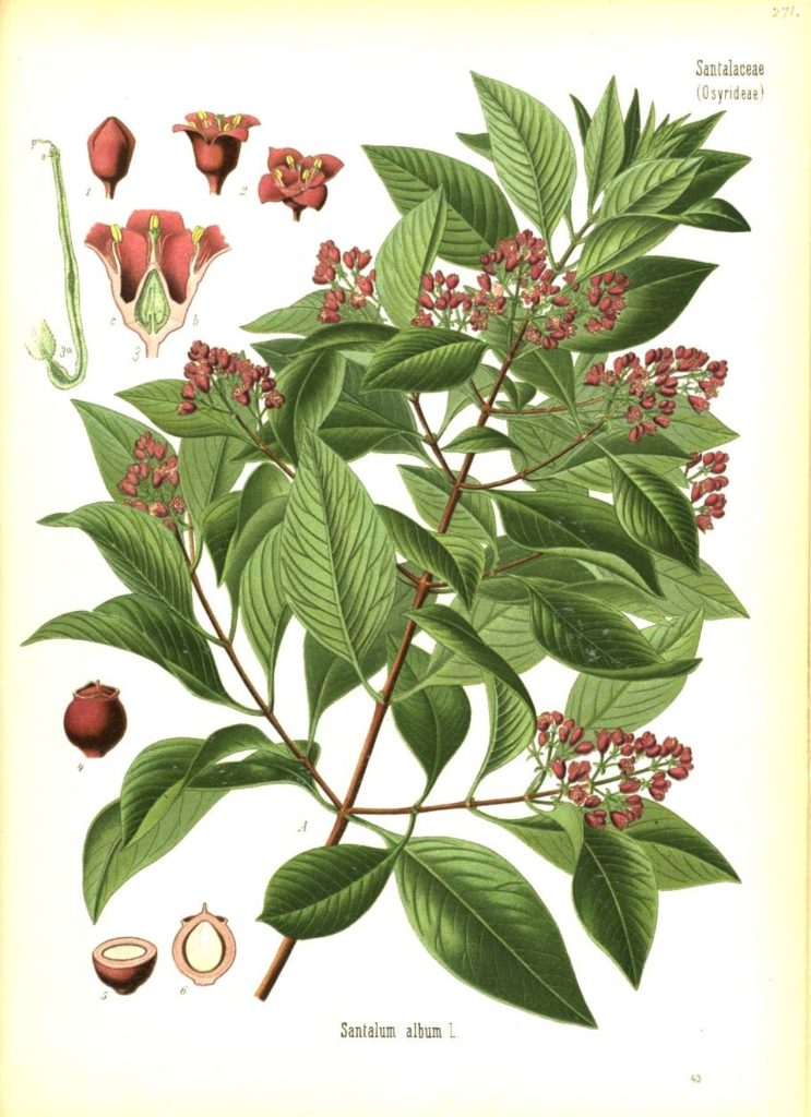 Santalum album Systematics, Etymology, Habitat, Cultivation