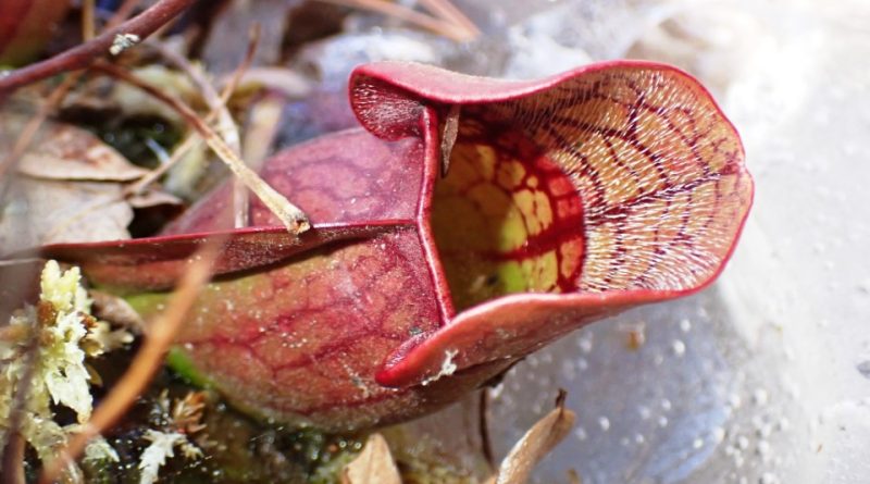 Sarracenia purpurea