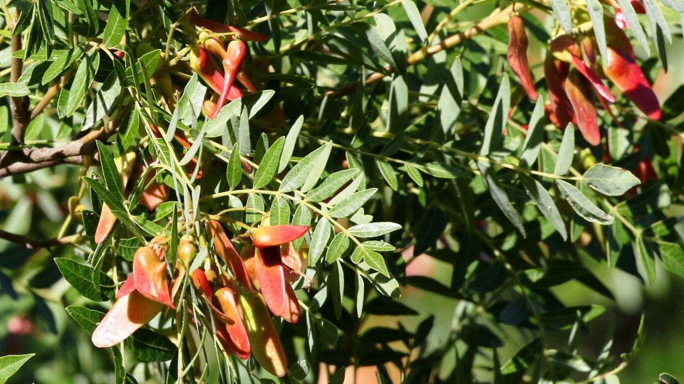 Schinopsis lorentzii Sistemática, Etimología, Hábitat, Cultivo