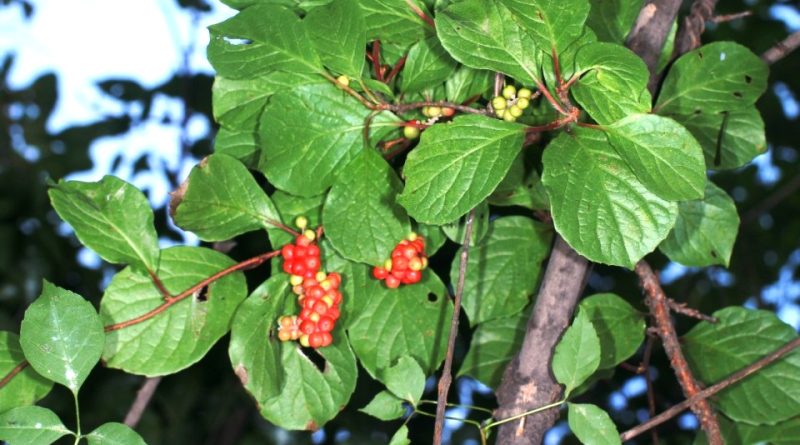 Schisandra chinensis