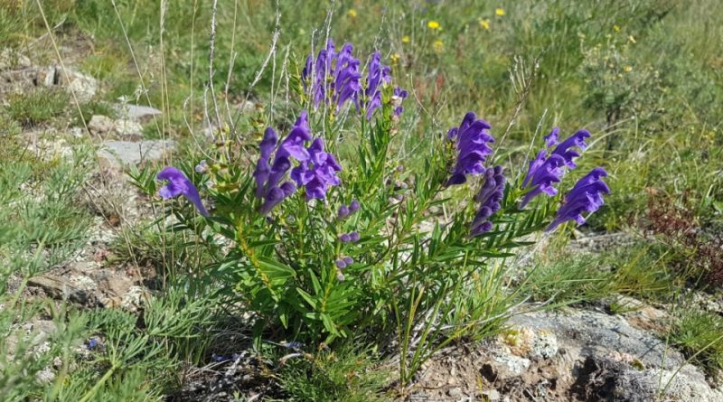 Scutellaria baicalensis