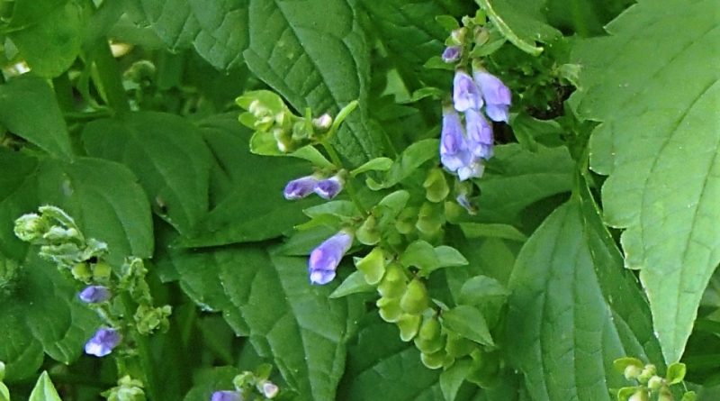 Scutellaria lateriflora