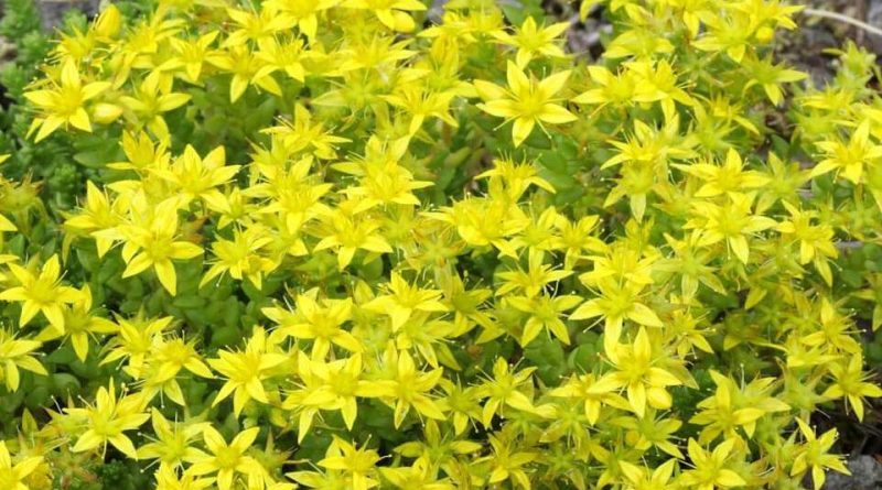 Sedum acre