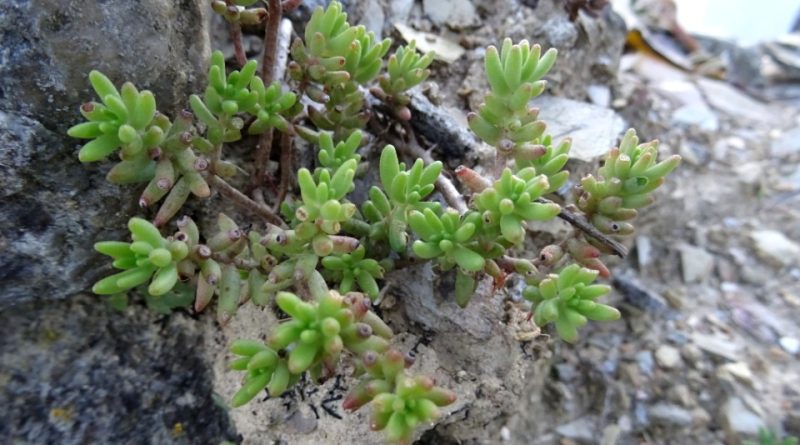 Sedum album