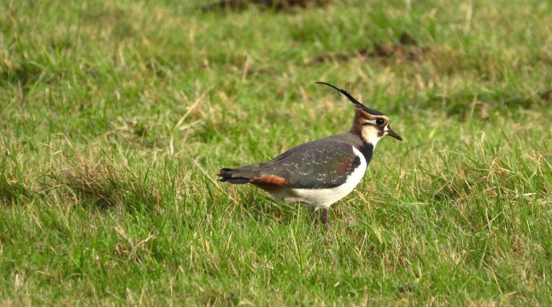 Vanellus vanellus