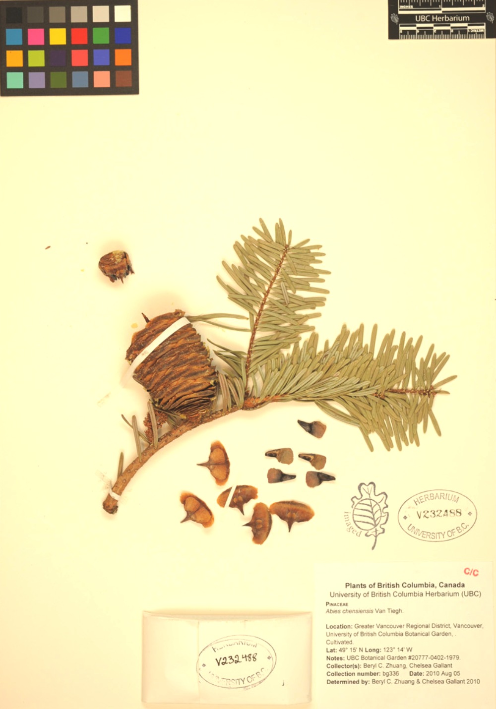 Abies chensiensis Sistemática, Etimología, Hábitat, Cultivo