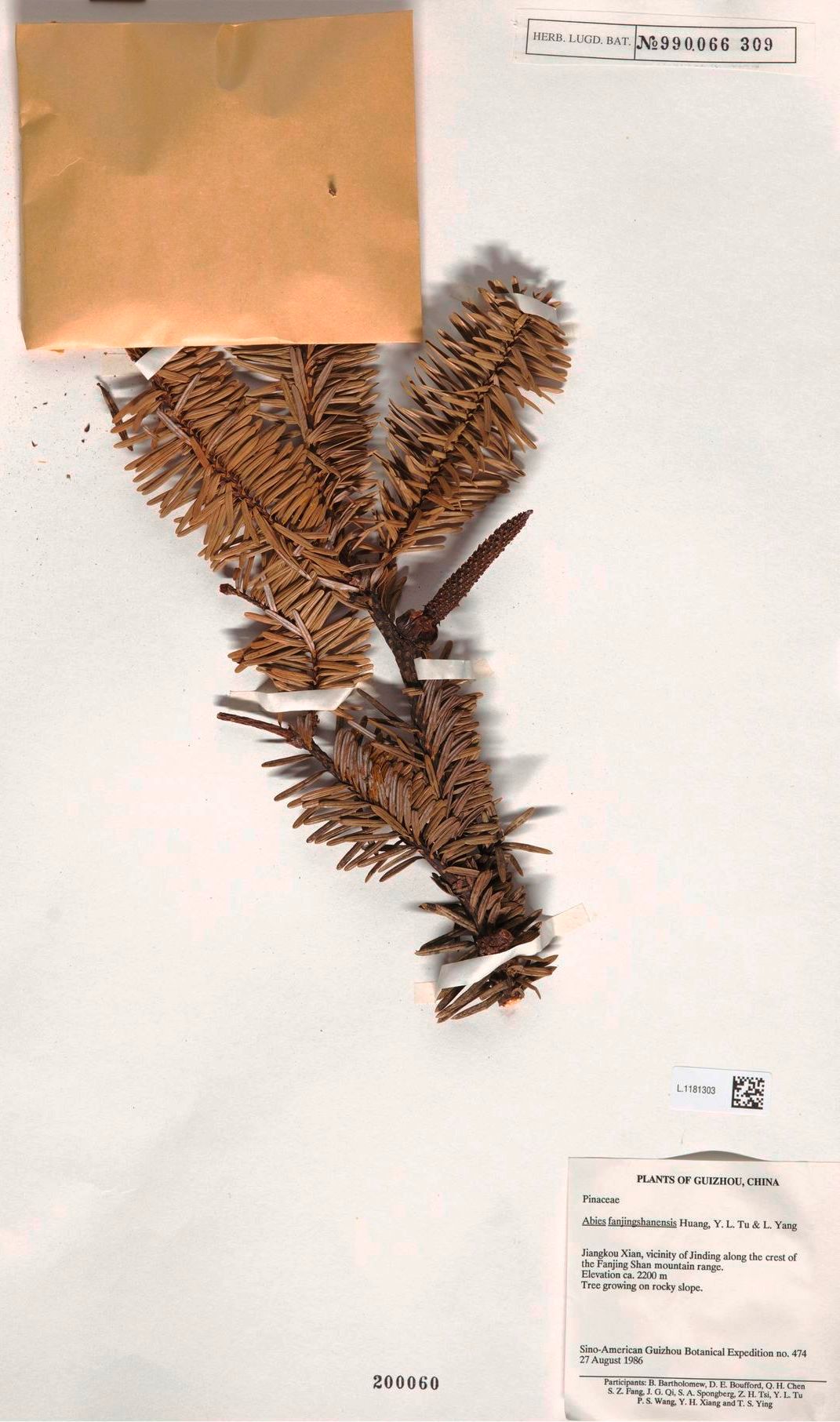 Abies fanjingshanensis Sistemática, Hábitat, Cultivo