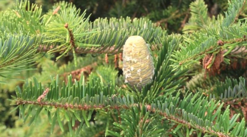 Abies chensiensis