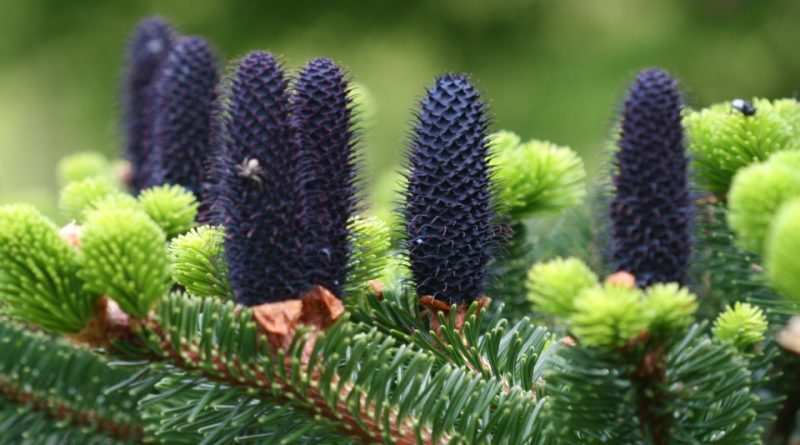 Abies delavayi