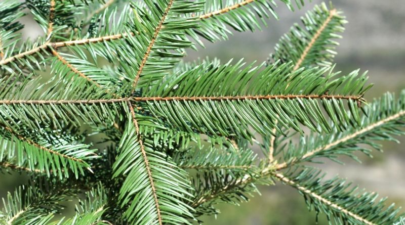 Abies durangensis