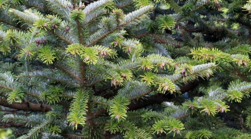 Abies fanjingshanensis