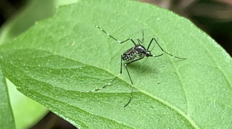 Aedes albopictus