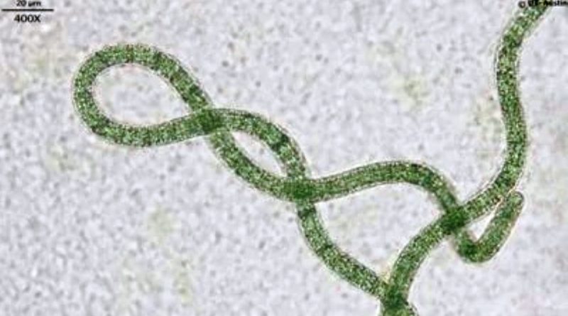 Arthrospira maxima