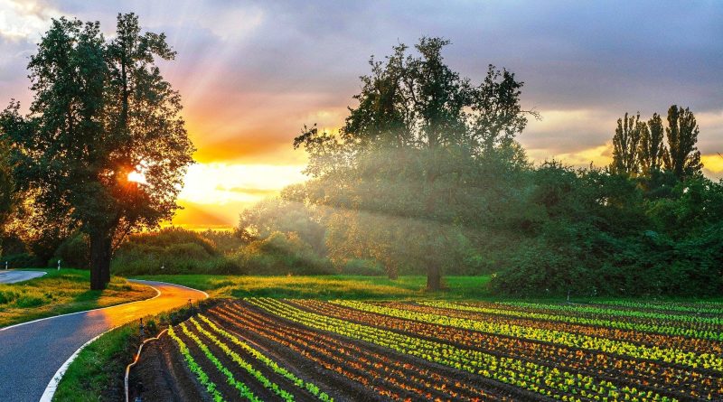 Dagli Ecoschemi alla Farm to Fork la strada è ancora lunga