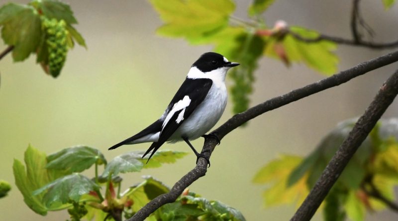 Ficedula albicollis