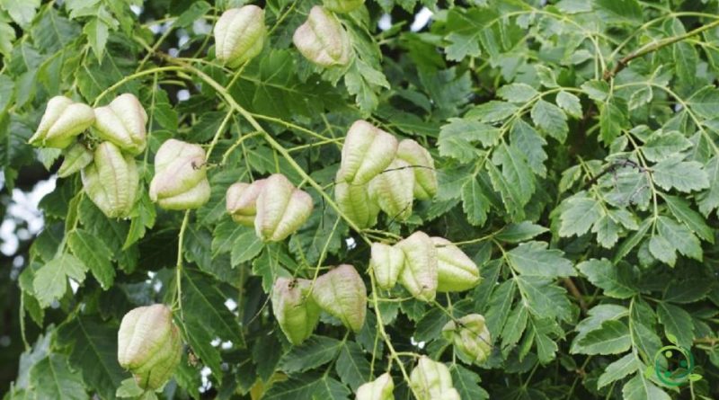 Riproduzione dell’Albero dorato della pioggia