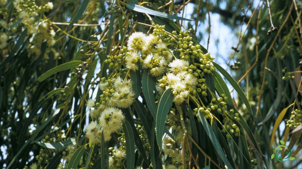 Reproducción del eucalipto blanco: Hábitat, Propagación, Ecología