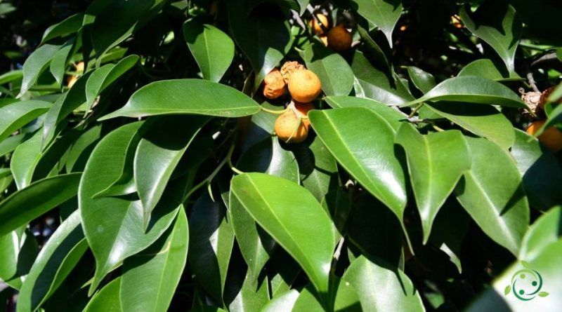 Riproduzione del Ficus beniamino