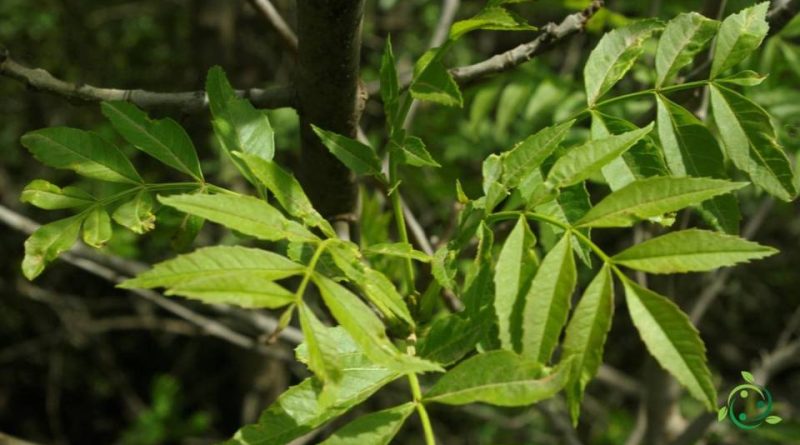 Riproduzione del Frassino meridionale