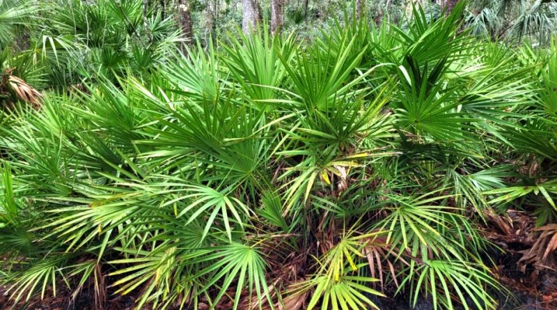 Serenoa repens