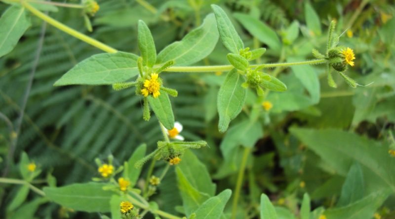 Sigesbeckia orientalis