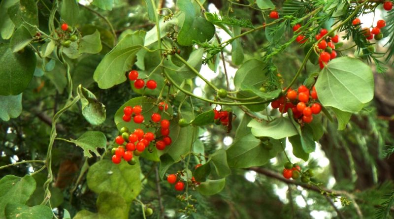 Smilax aristolochiifolia