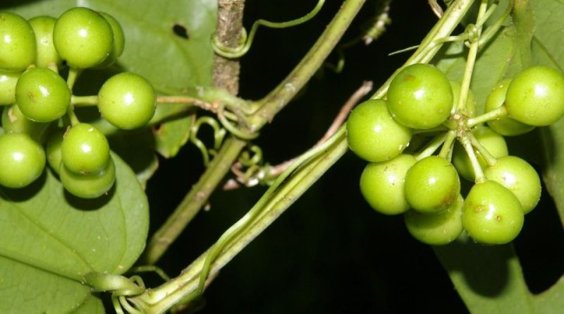 Smilax officinalis