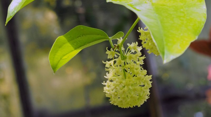 Smilax ornata