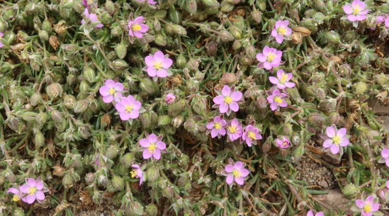 Spergularia rubra