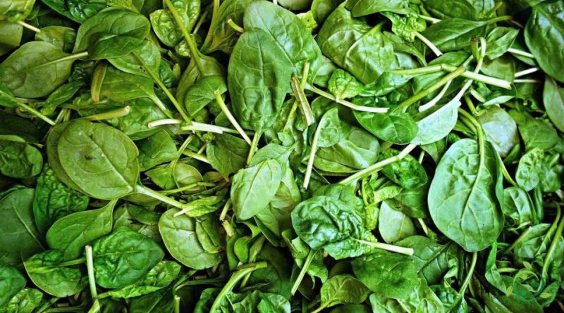 Valore nutrizionale degli Spinaci