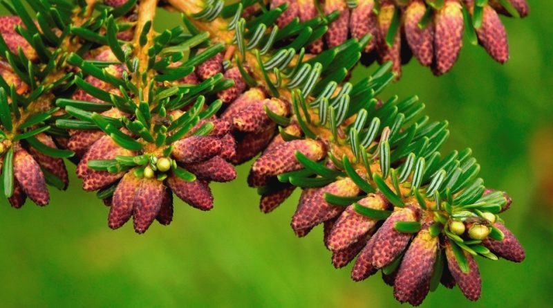 Abies fargesii