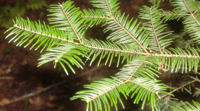 Abies guatemalensis