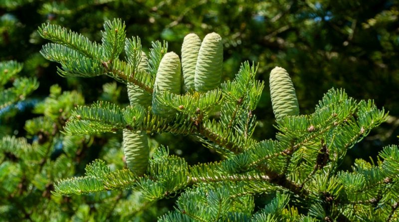 Abies holophylla