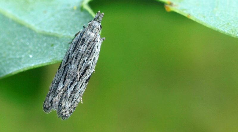 Anarsia lineatella