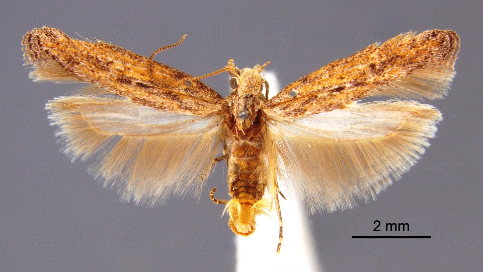 [it]Phthorimaea operculella Sistematica, Habitat, Ciclo biologico