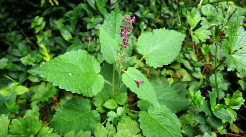 Stachys sylvatica