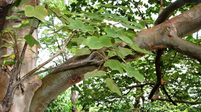 Sterculia urens